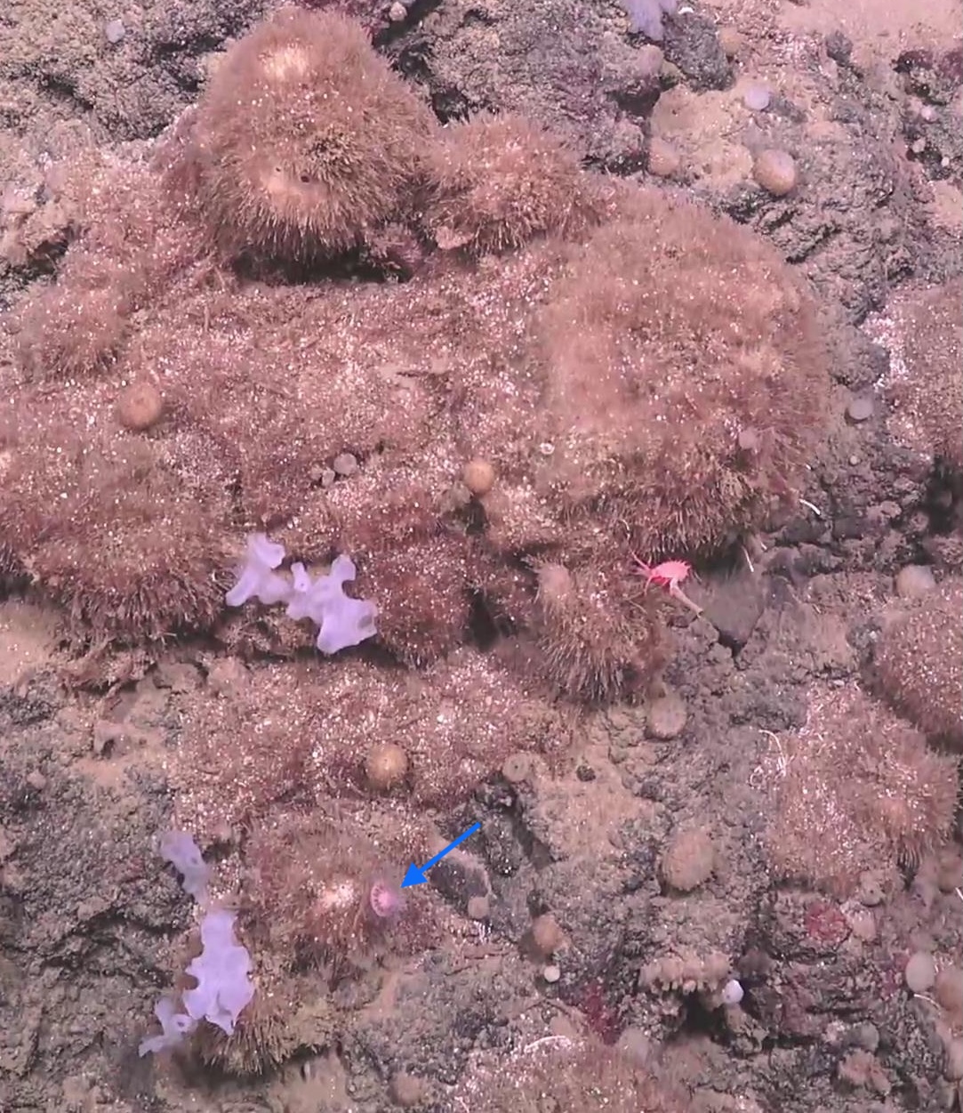 Ptychogastria polaris