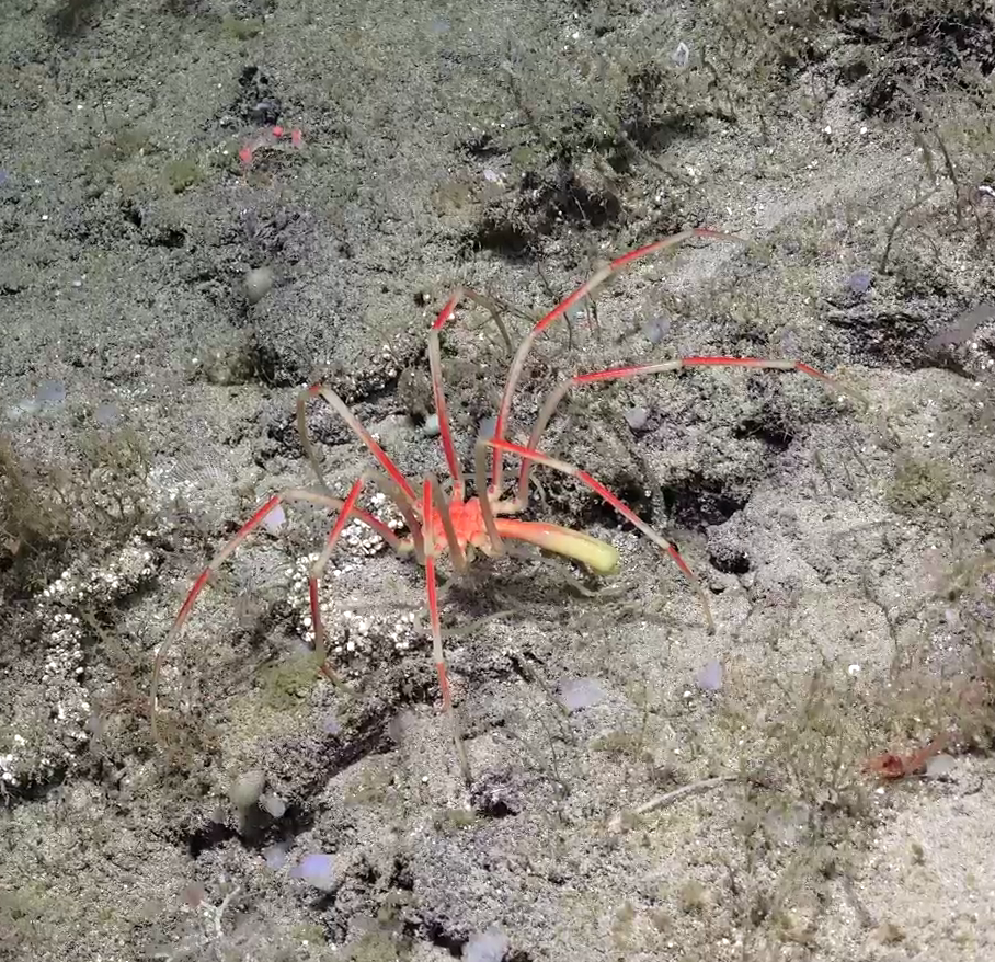 Pycnogonida