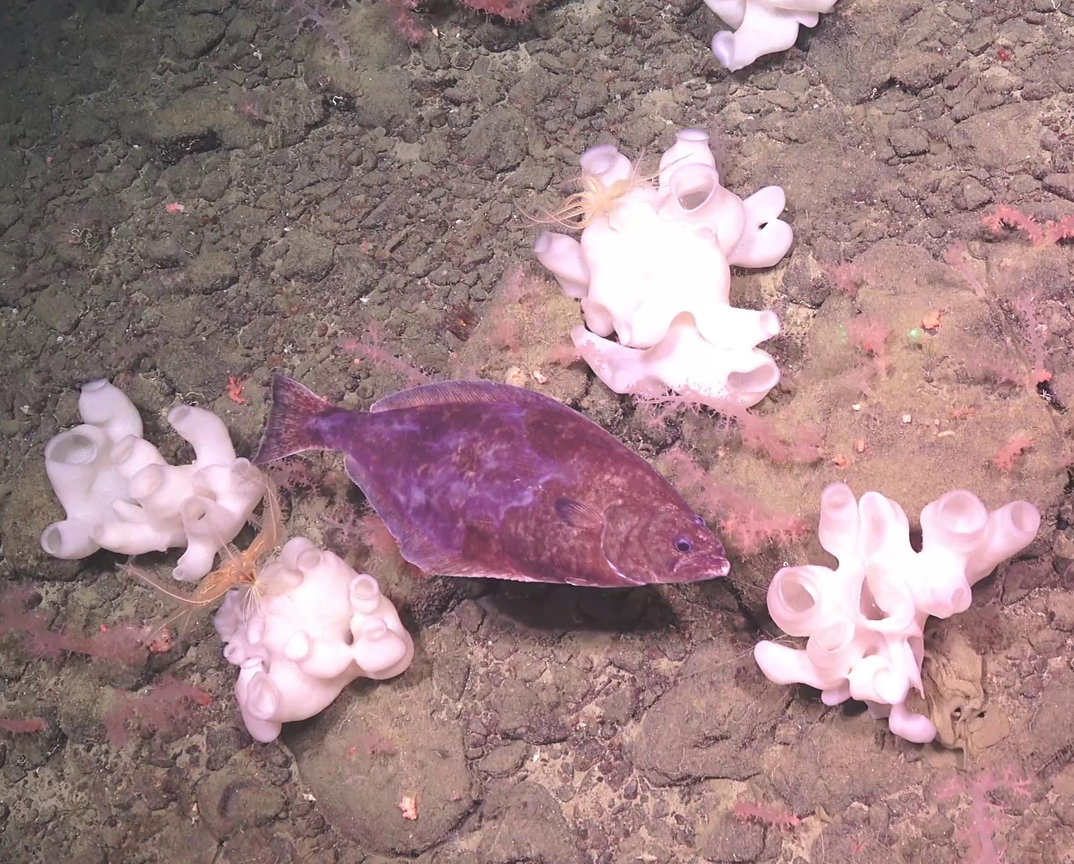Reinhardtius hippoglossoides