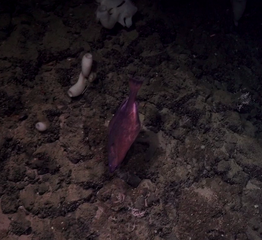 Reinhardtius hippoglossoides