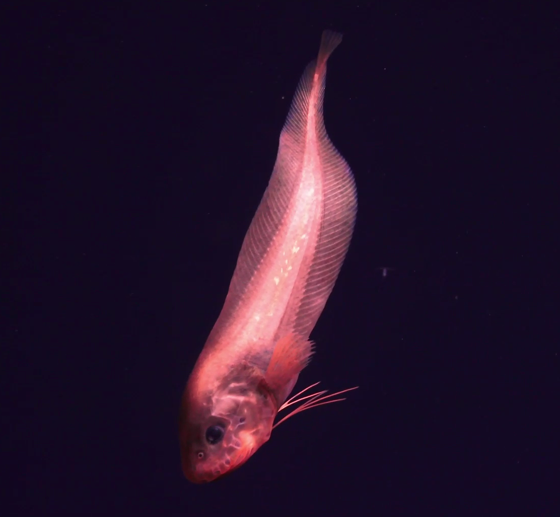 Rhodichthys regina
