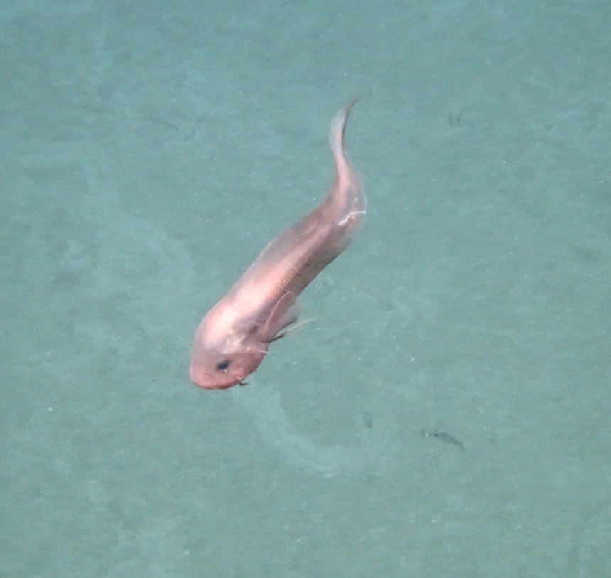 Rhodichthys regina