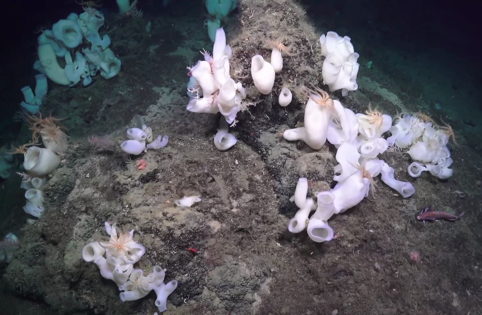 Rossellidae: Schaudinnia rosea / Trichasterina borealis / Scyphidium septentrionale