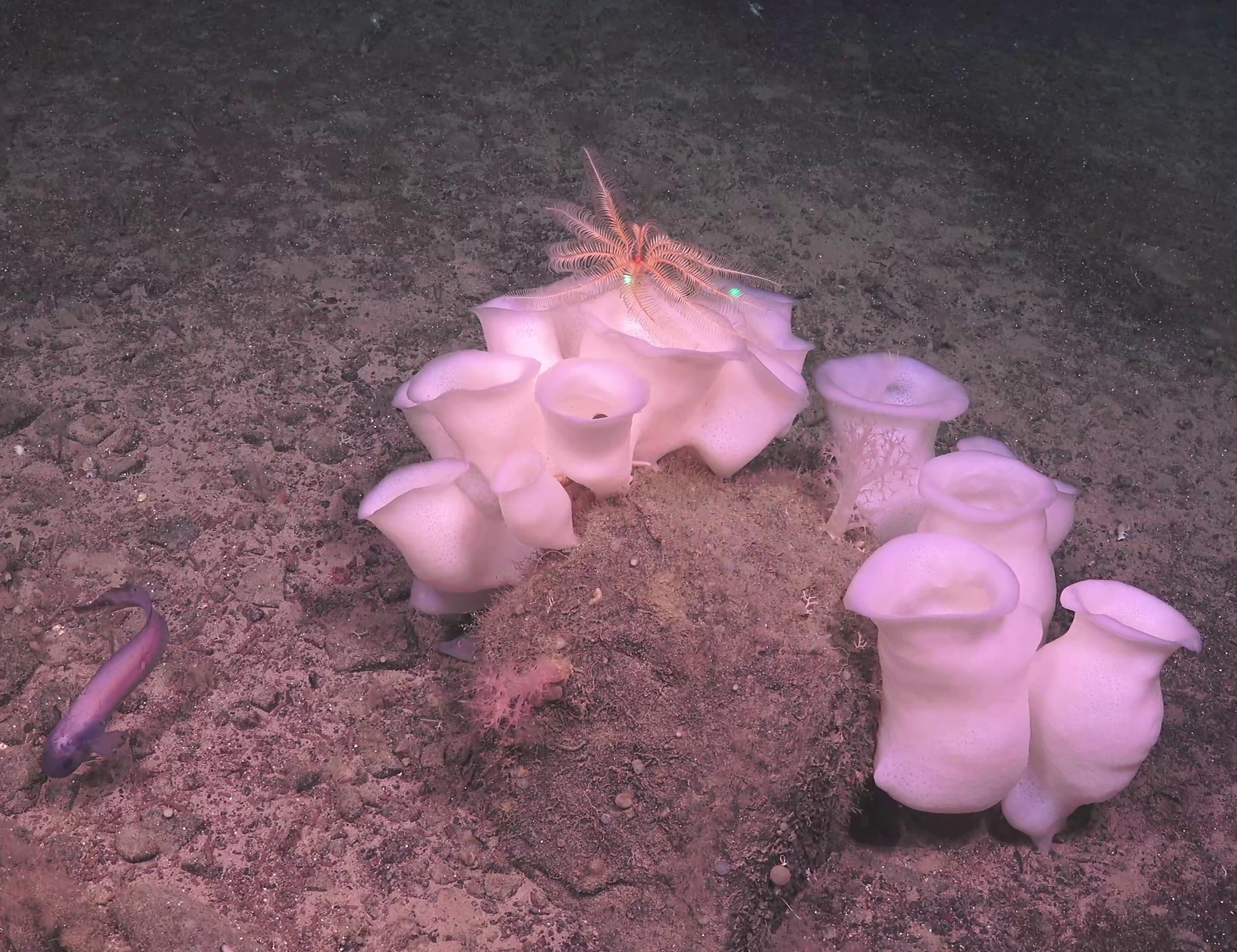 Rossellidae: Schaudinnia rosea / Trichasterina borealis / Scyphidium septentrionale