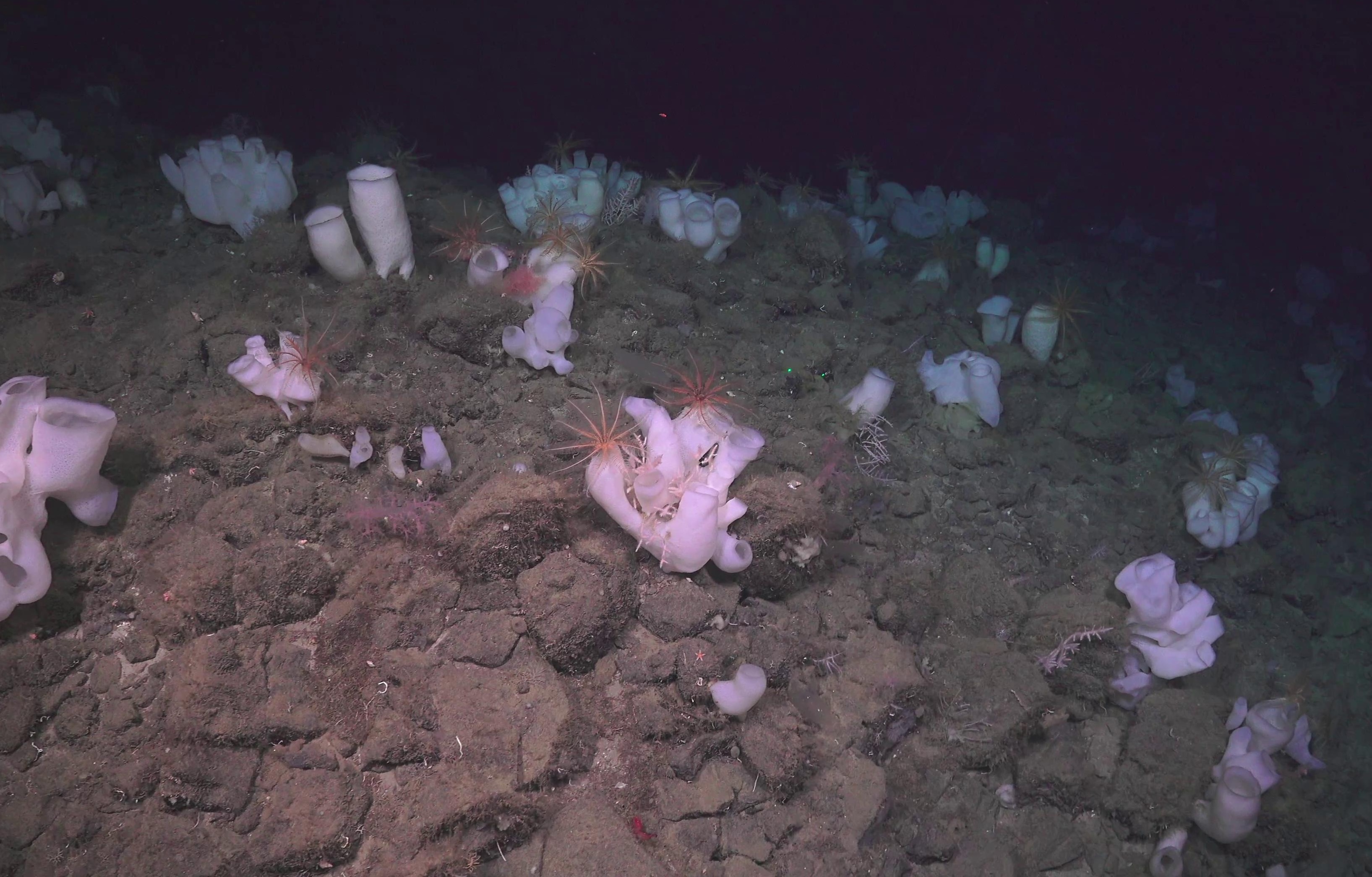 Rossellidae: Schaudinnia rosea / Trichasterina borealis / Scyphidium septentrionale