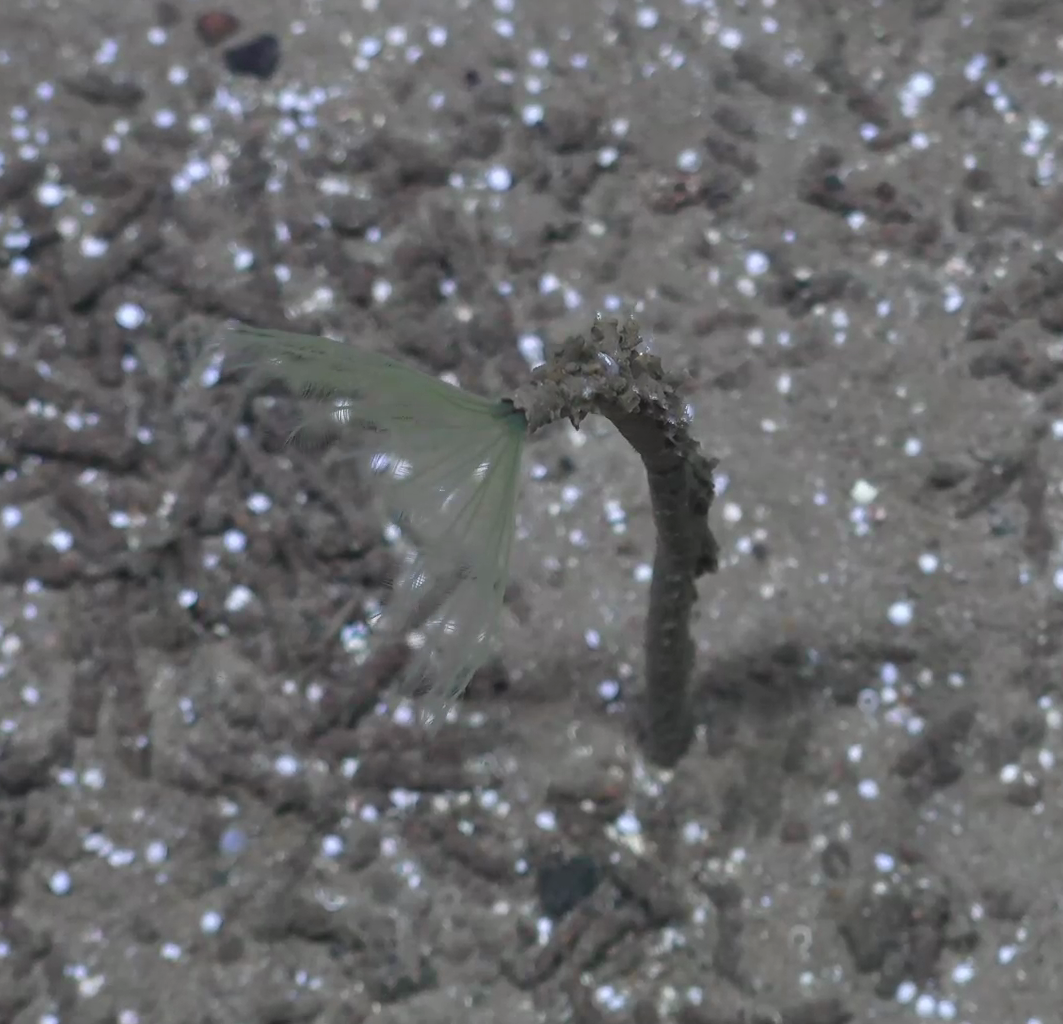 Sabellidae
