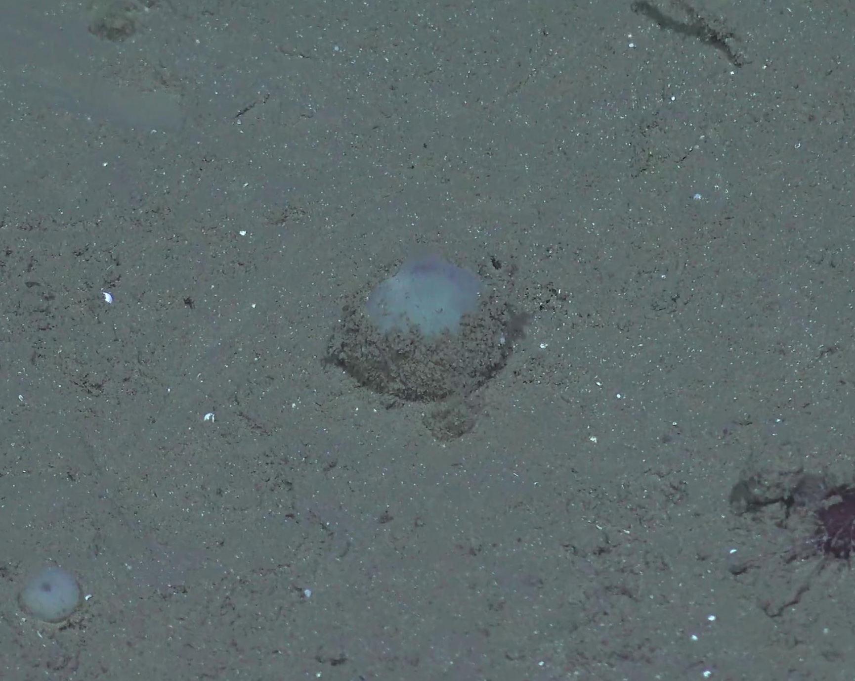 Tentorium sp.
