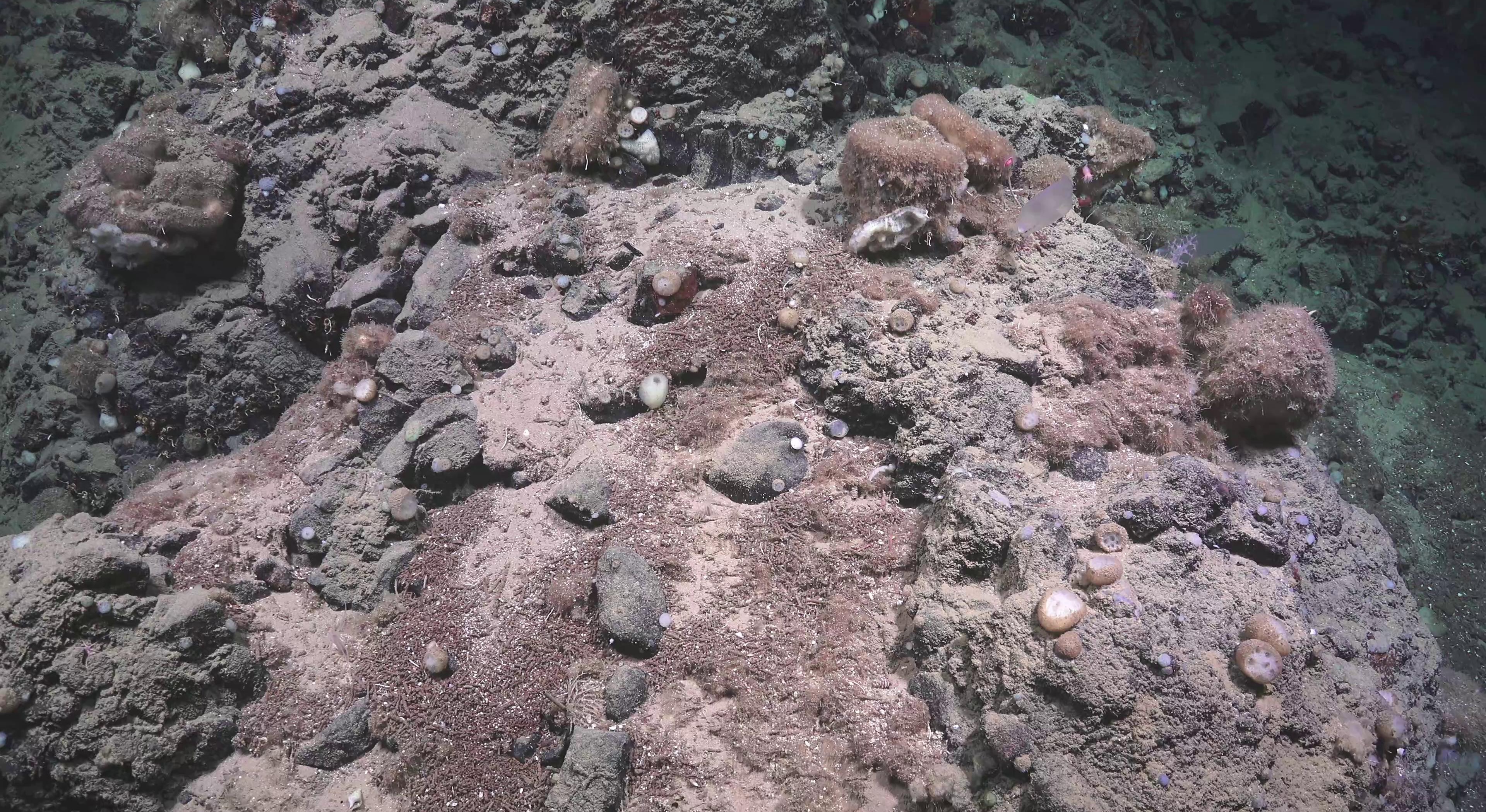 Tetractinellida