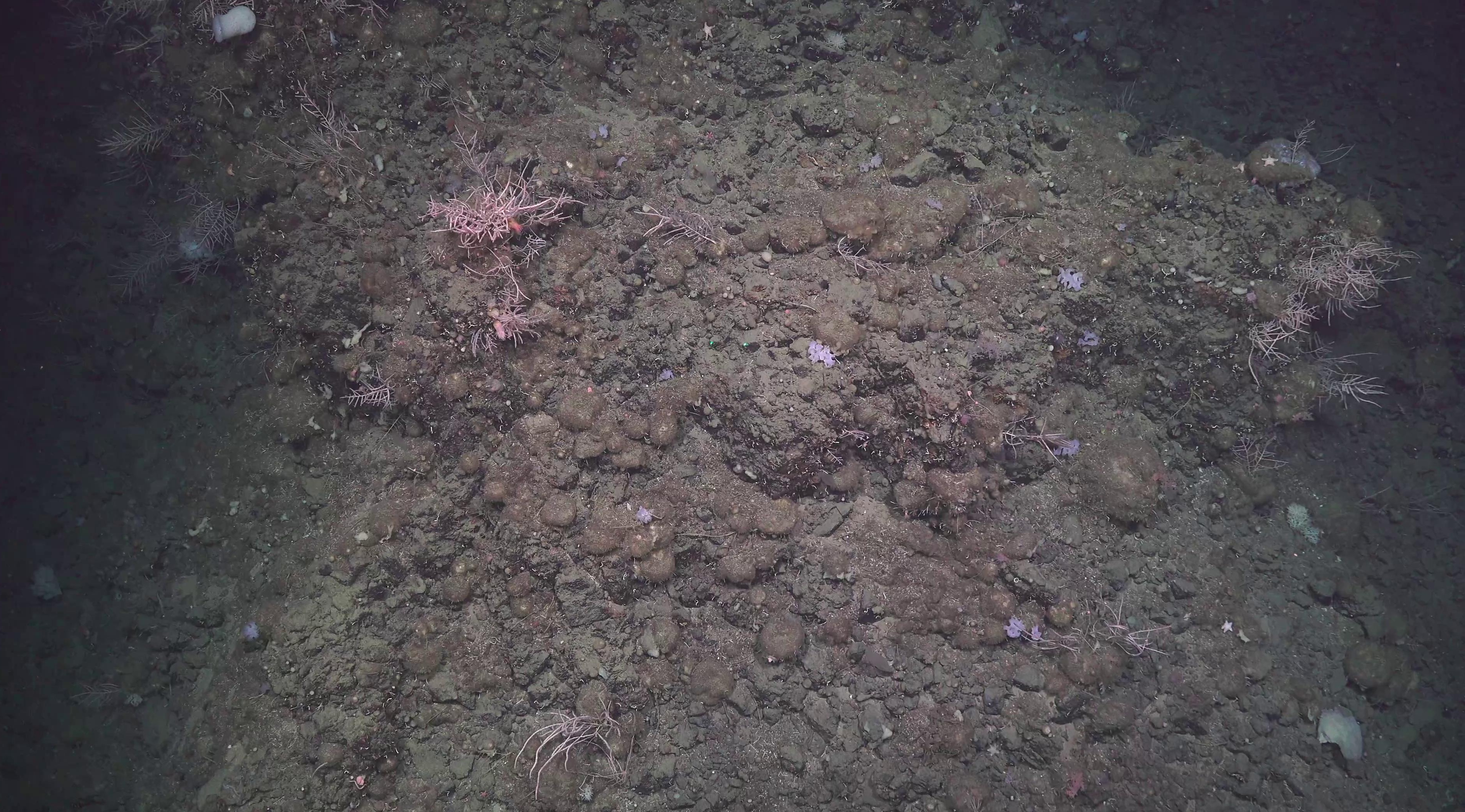 Tetractinellida