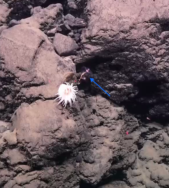 Tubulariidae