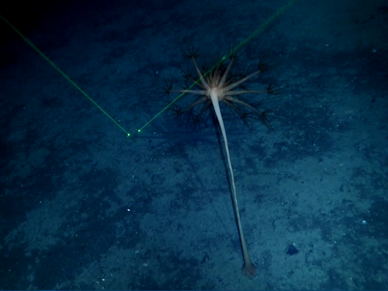 Umbellula encrinus